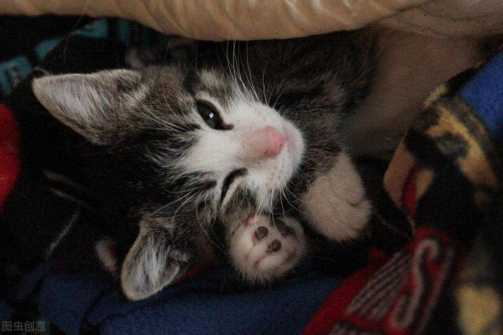 猫咪感染猫瘟的原因是?如何从源头阻止猫咪感染?先了解猫瘟的感染源(图3)