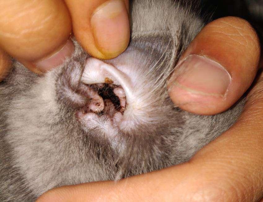猫咪患“耳螨”比较容易治疗!这几招,迅速帮你解决(图3)
