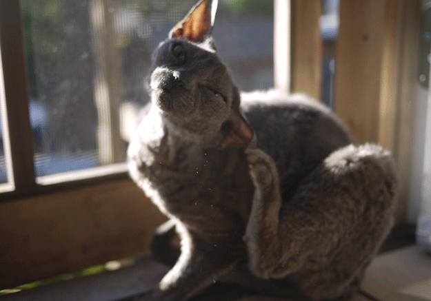 猫咪患“耳螨”比较容易治疗!这几招,迅速帮你解决(图4)