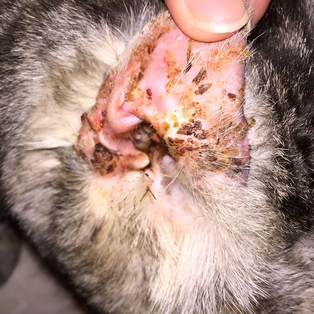 猫咪患“耳螨”比较容易治疗!这几招,迅速帮你解决(图5)