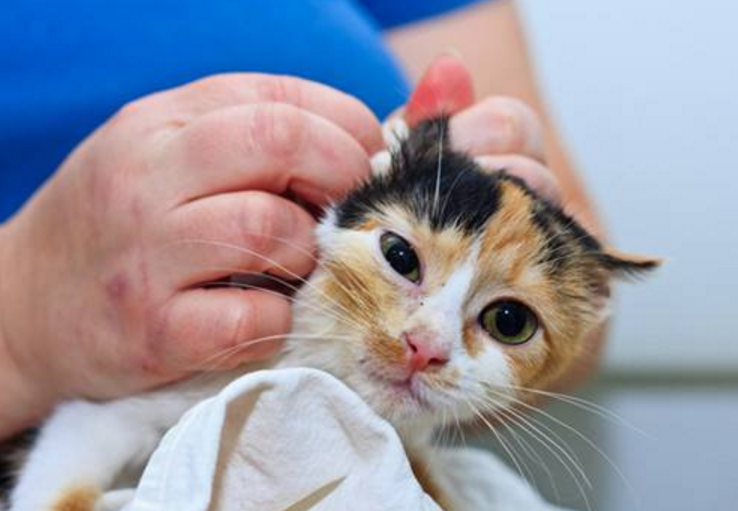 猫咪患“耳螨”比较容易治疗!这几招,迅速帮你解决(图7)