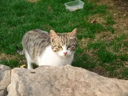老夫妇好心投喂路边流浪猫狗,却被流浪猫缠上,半夜遭受“突袭”(图2)