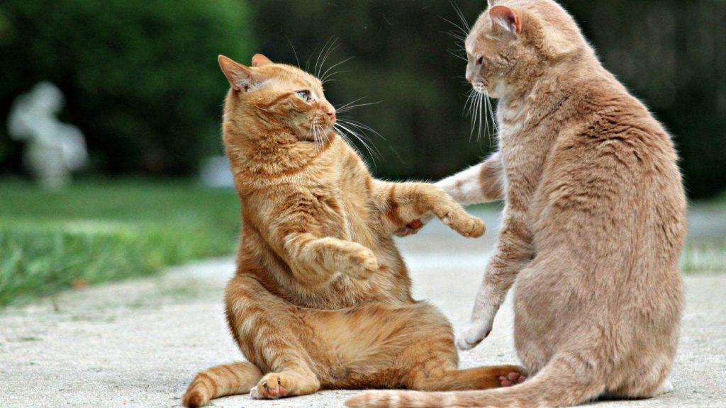 猫咪发情,母猫会挑选什么样的公猫交配?会挑选这5种公猫进行交配(图1)