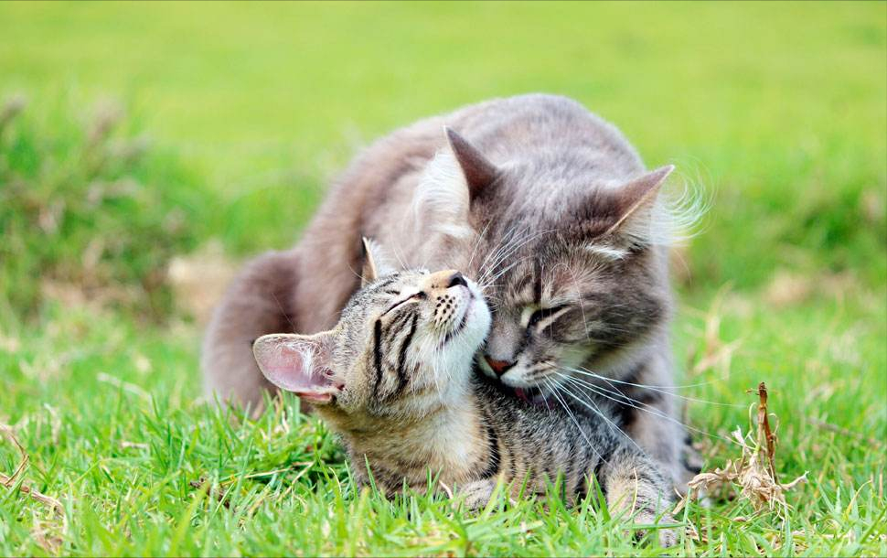 猫咪发情,母猫会挑选什么样的公猫交配?会挑选这5种公猫进行交配(图2)