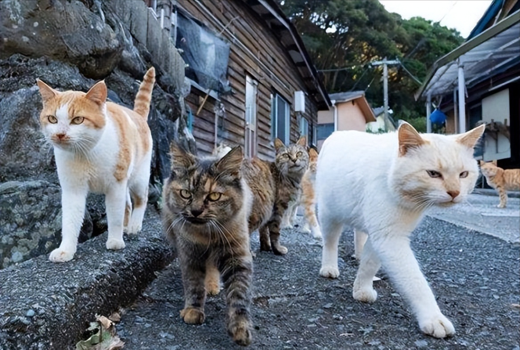 猫咪发情,母猫会挑选什么样的公猫交配?会挑选这5种公猫进行交配(图6)