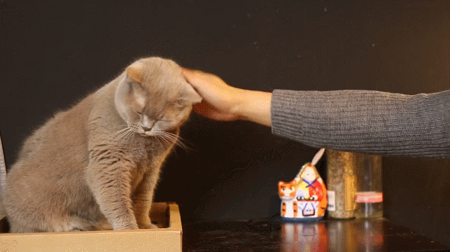 猫咪发情,母猫会挑选什么样的公猫交配?会挑选这5种公猫进行交配(图8)