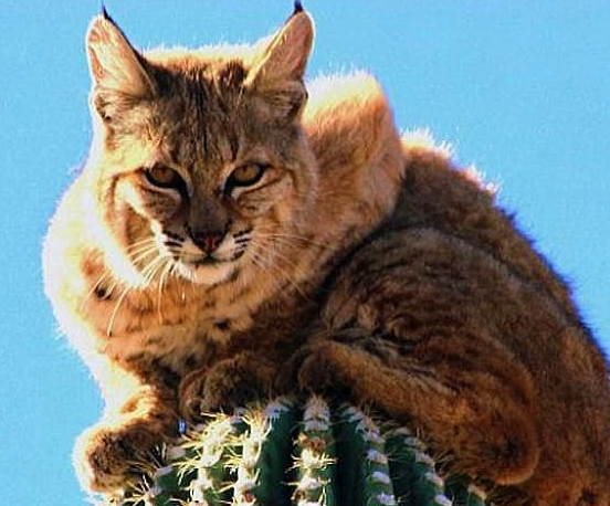 北美野山猫,为了躲避危险,可以在十几米高的仙人柱上呆3天(图1)