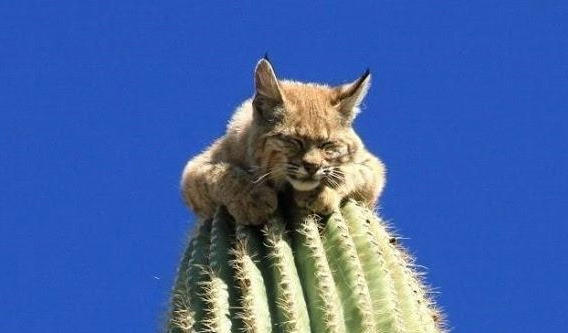 北美野山猫,为了躲避危险,可以在十几米高的仙人柱上呆3天(图6)