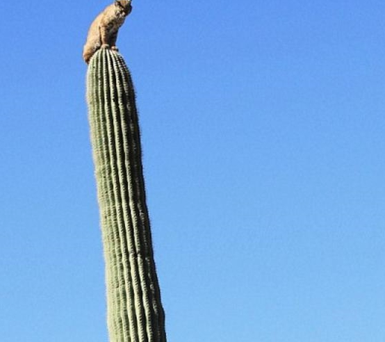 北美野山猫,为了躲避危险,可以在十几米高的仙人柱上呆3天(图2)