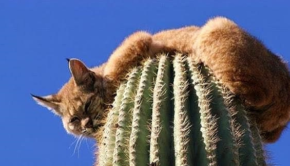 北美野山猫,为了躲避危险,可以在十几米高的仙人柱上呆3天(图5)