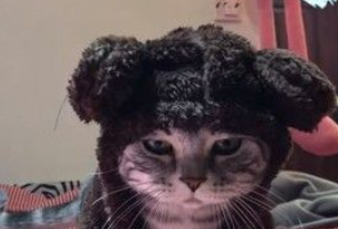 这个眼神太凶啦!猫咪穿上小熊造型衣服怒气满满(图1)