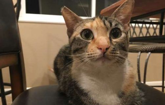 陌生猫咪直闯客厅 原来是前屋主的走失爱猫(图1)