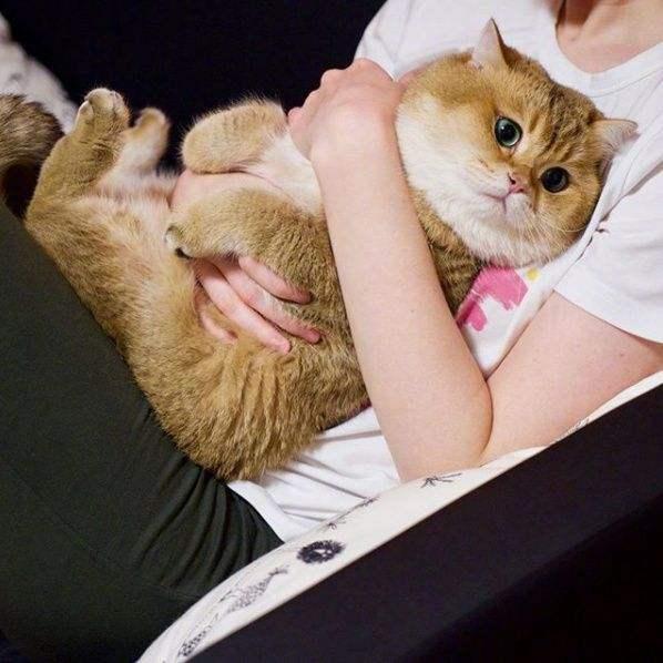 猫咪想要长寿,那就要避开这些事情?猫咪长寿的特征有哪些?(图1)