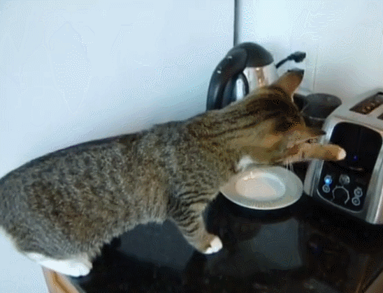 猫咪想要长寿,那就要避开这些事情?猫咪长寿的特征有哪些?(图3)