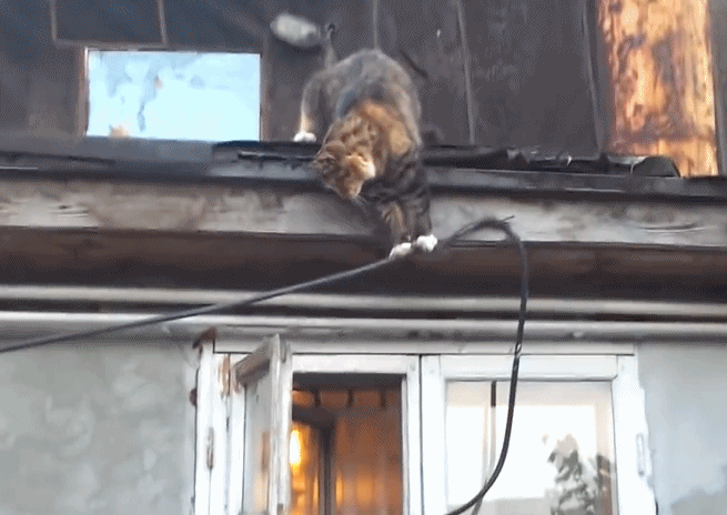 猫咪想要长寿,那就要避开这些事情?猫咪长寿的特征有哪些?(图5)