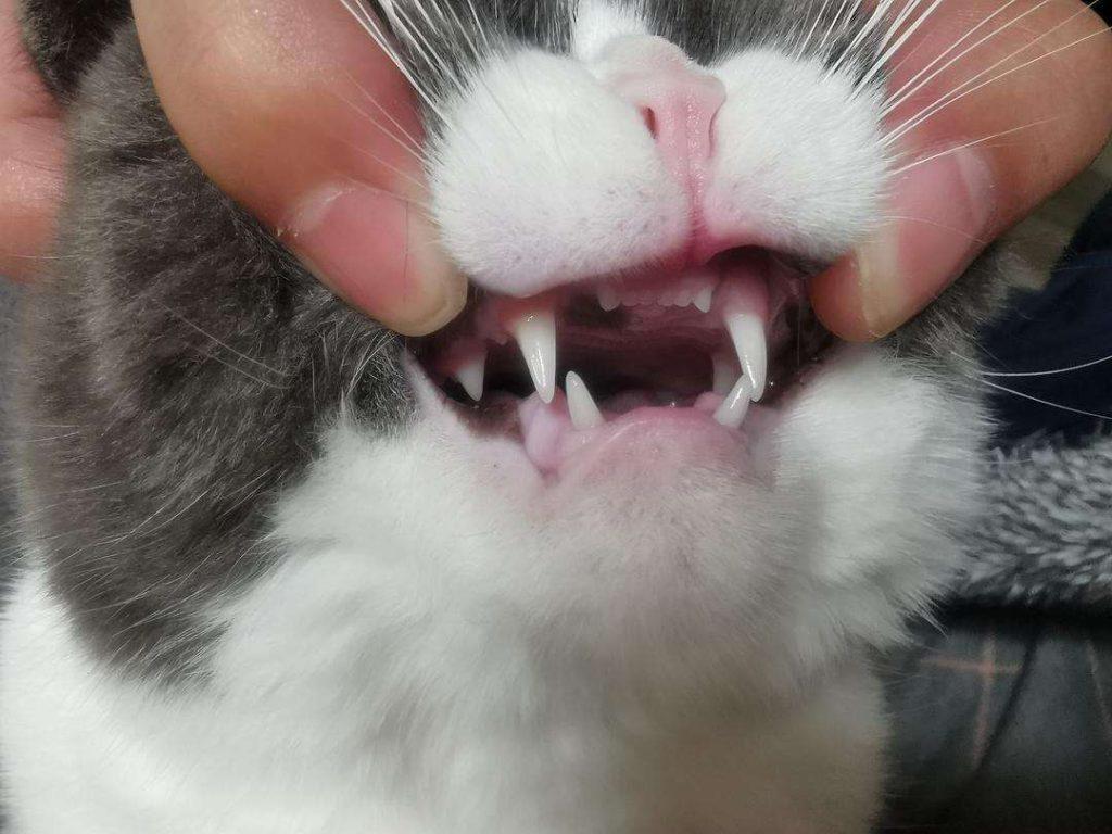 猫咪想要长寿,那就要避开这些事情?猫咪长寿的特征有哪些?(图11)