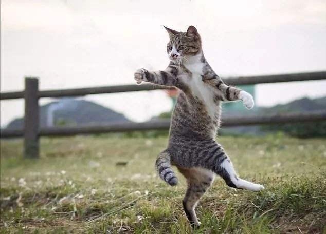 猫咪想要长寿,那就要避开这些事情?猫咪长寿的特征有哪些?(图9)