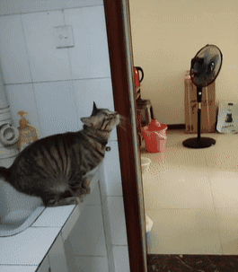 猫咪想要长寿,那就要避开这些事情?猫咪长寿的特征有哪些?(图10)