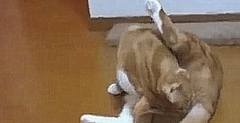 橘猫正在给自己清洗,突然舔了下屁股,下一秒直接不淡定了(图1)