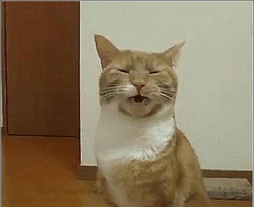 橘猫正在给自己清洗,突然舔了下屁股,下一秒直接不淡定了(图2)