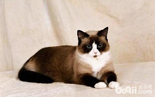 小猫咪一直叫怎么办?可能是对周围环境不熟悉,或是想主人了(图1)