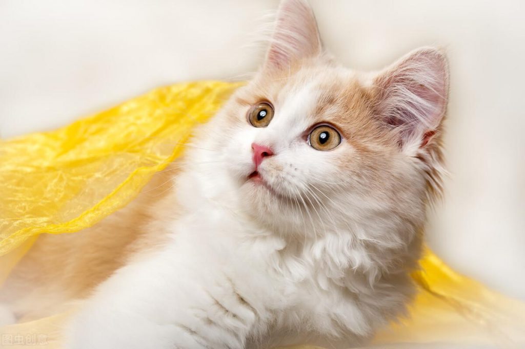 八种常见猫咪的标准体重,过重会导致肥胖症你家的符合吗?(图1)