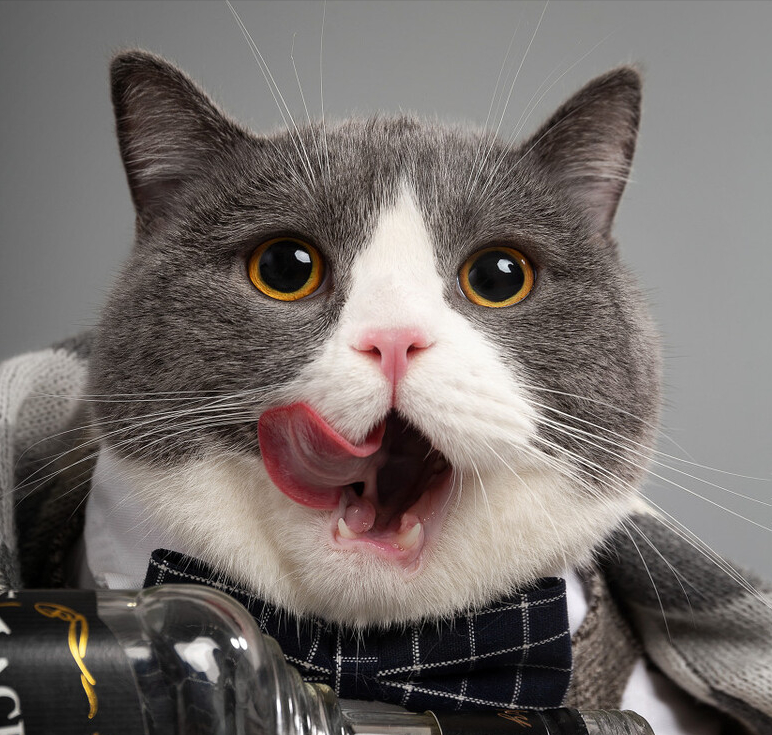 八种常见猫咪的标准体重,过重会导致肥胖症你家的符合吗?(图2)