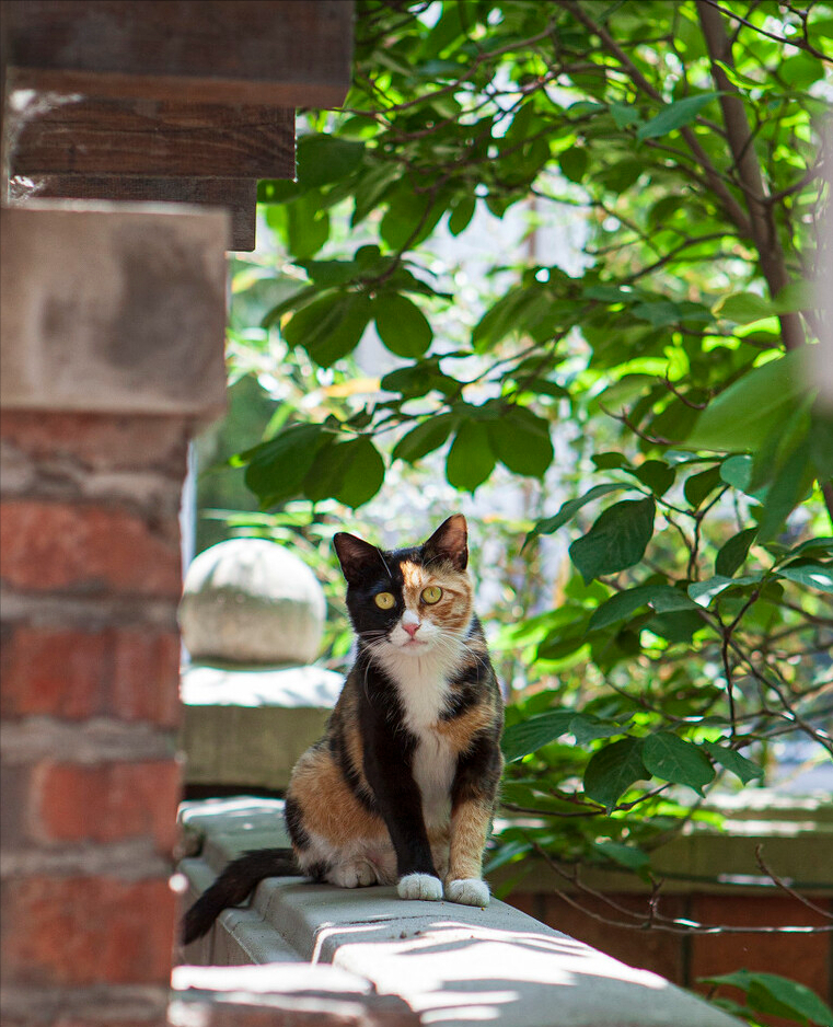 八种常见猫咪的标准体重,过重会导致肥胖症你家的符合吗?(图4)