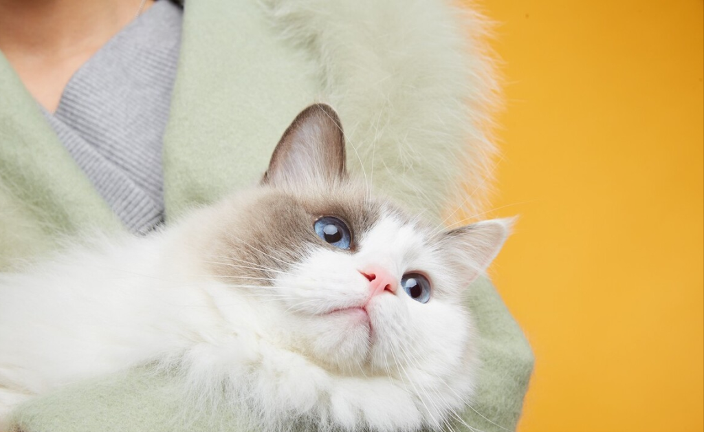 八种常见猫咪的标准体重,过重会导致肥胖症你家的符合吗?(图5)