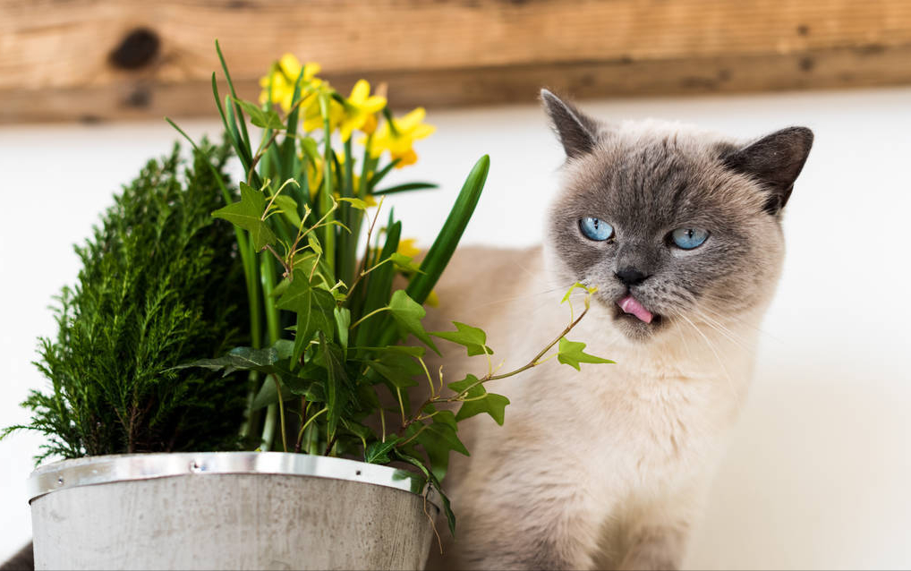 八种常见猫咪的标准体重,过重会导致肥胖症你家的符合吗?(图6)