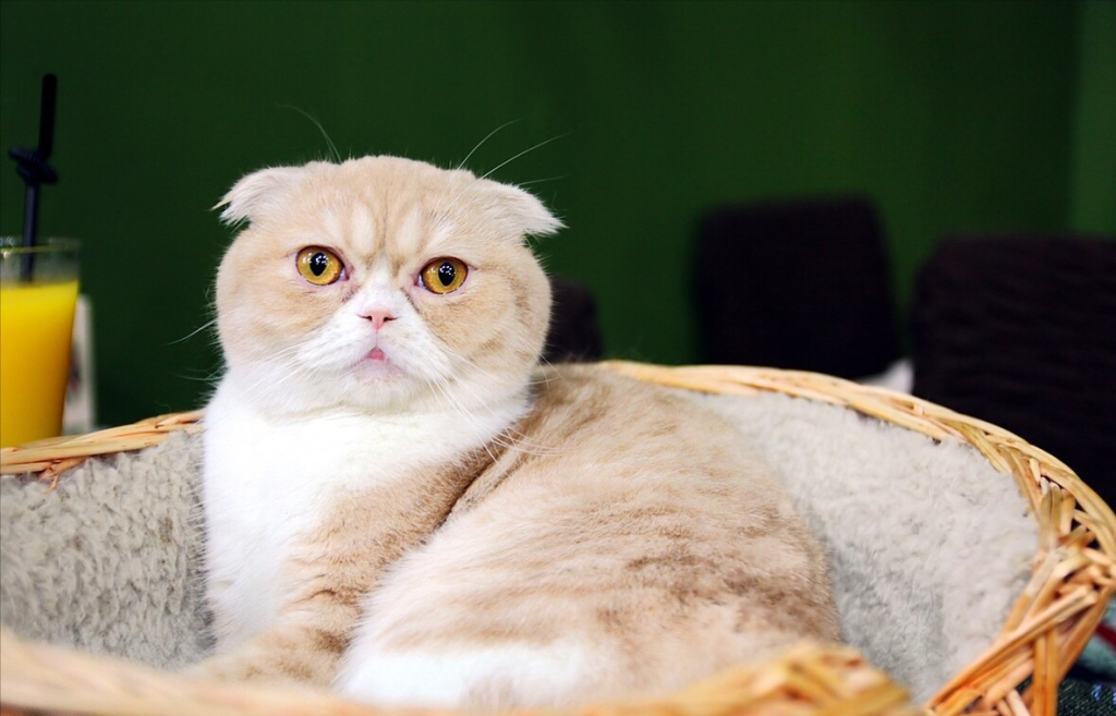 八种常见猫咪的标准体重,过重会导致肥胖症你家的符合吗?(图8)