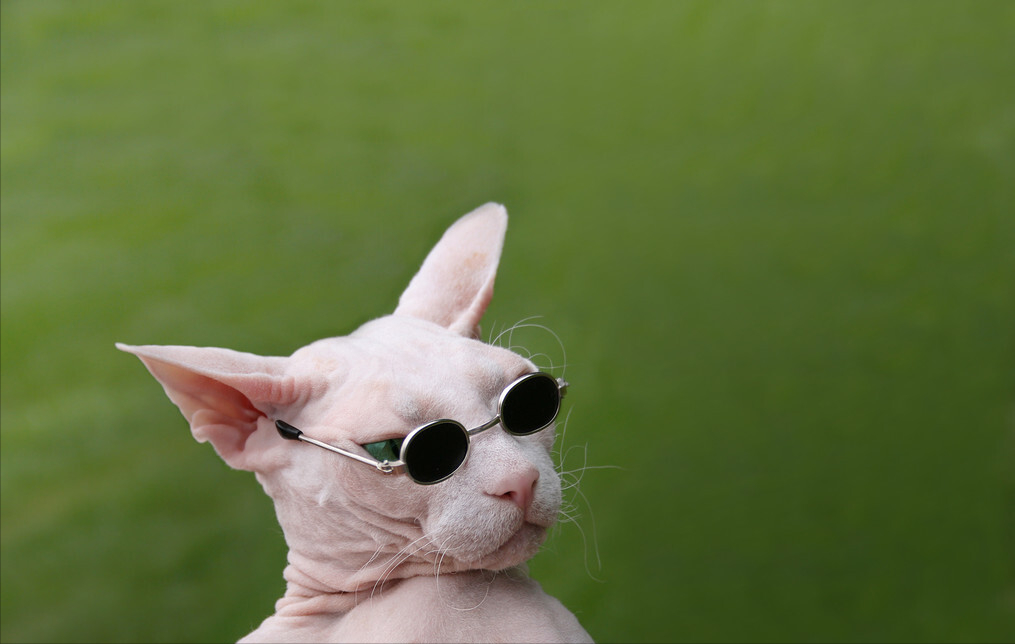 八种常见猫咪的标准体重,过重会导致肥胖症你家的符合吗?(图7)