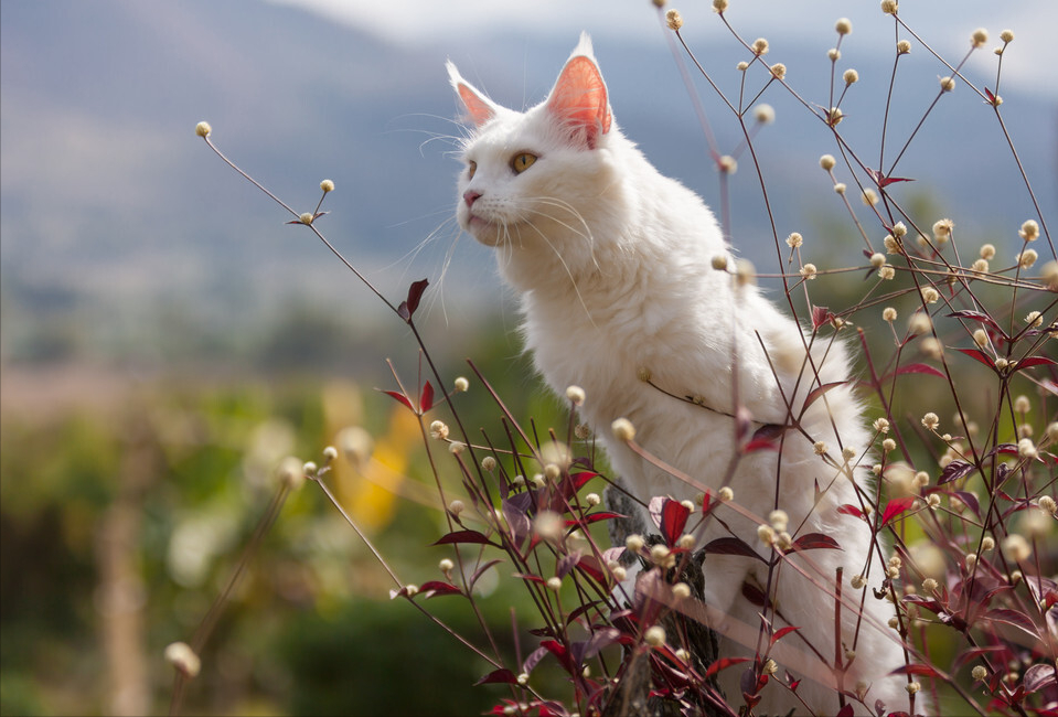 八种常见猫咪的标准体重,过重会导致肥胖症你家的符合吗?(图9)