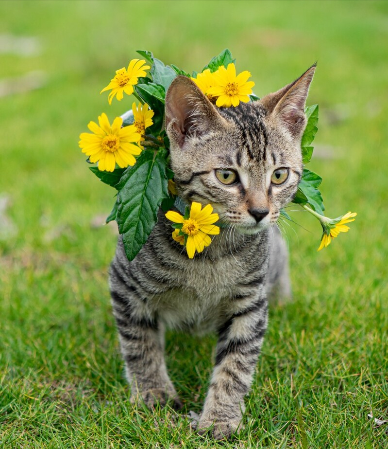 八种常见猫咪的标准体重,过重会导致肥胖症你家的符合吗?(图10)