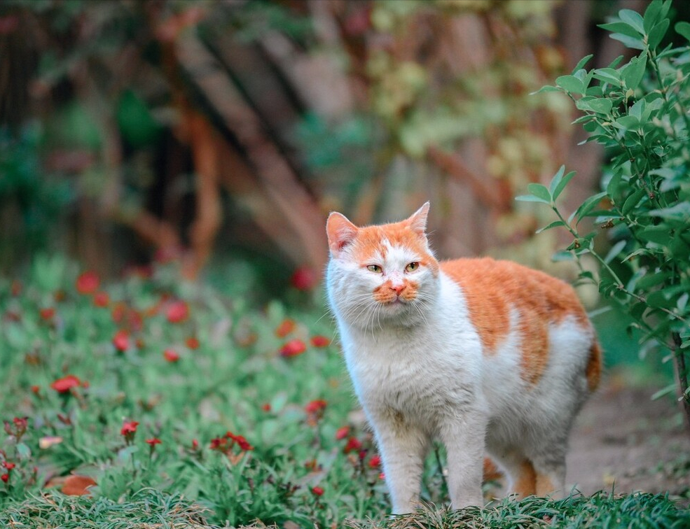 八种常见猫咪的标准体重,过重会导致肥胖症你家的符合吗?(图11)