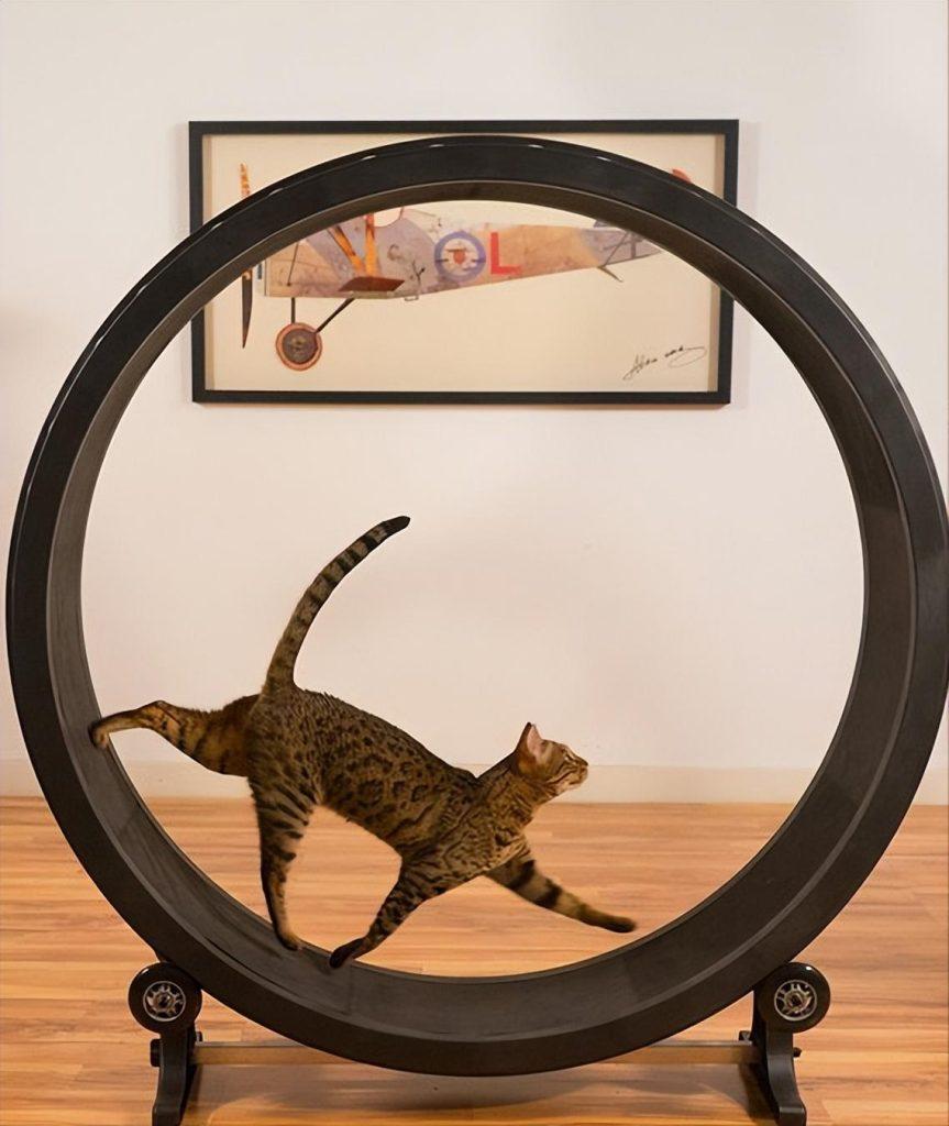 八种常见猫咪的标准体重,过重会导致肥胖症你家的符合吗?(图12)