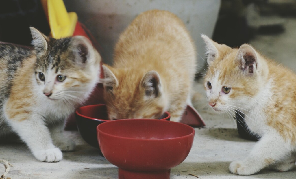 八种常见猫咪的标准体重,过重会导致肥胖症你家的符合吗?(图13)