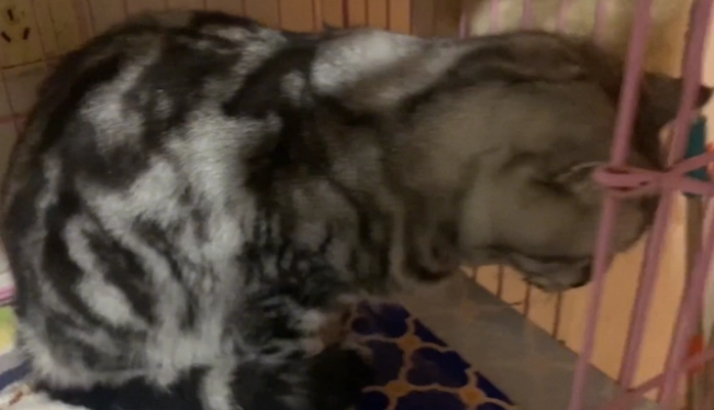 乖巧猫咪却被人封住了嘴巴,为了活命,它只能一路跟着小姐姐回家(图2)