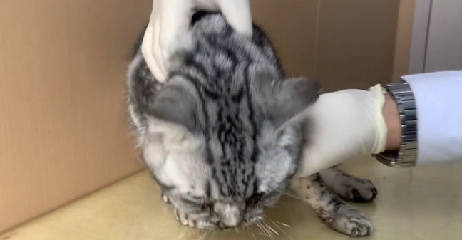 乖巧猫咪却被人封住了嘴巴,为了活命,它只能一路跟着小姐姐回家(图3)