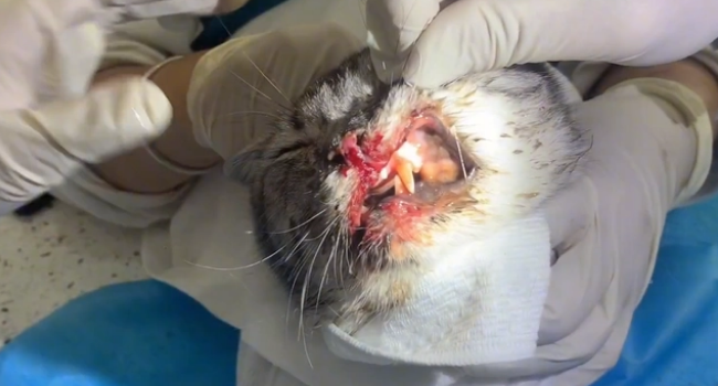 乖巧猫咪却被人封住了嘴巴,为了活命,它只能一路跟着小姐姐回家(图6)