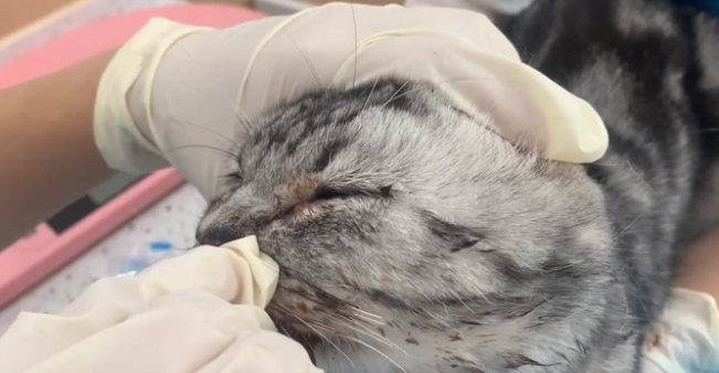 乖巧猫咪却被人封住了嘴巴,为了活命,它只能一路跟着小姐姐回家(图5)