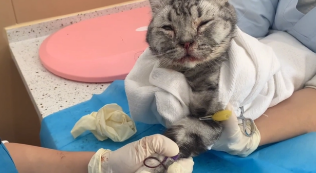 乖巧猫咪却被人封住了嘴巴,为了活命,它只能一路跟着小姐姐回家(图8)