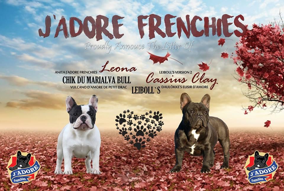 母狗发情配狗选择伴侣注意事项分享(图2)