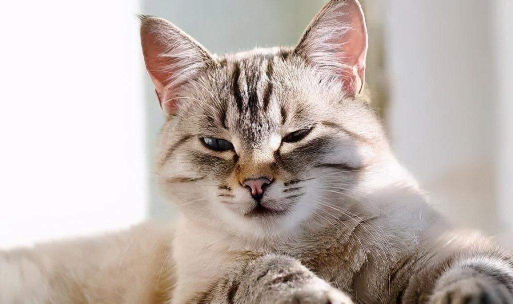 猫咪不是会爬树吗?为什么总能看到救援在树上下不来的猫?(图1)