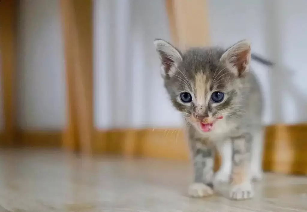 猫咪不是会爬树吗?为什么总能看到救援在树上下不来的猫?(图4)