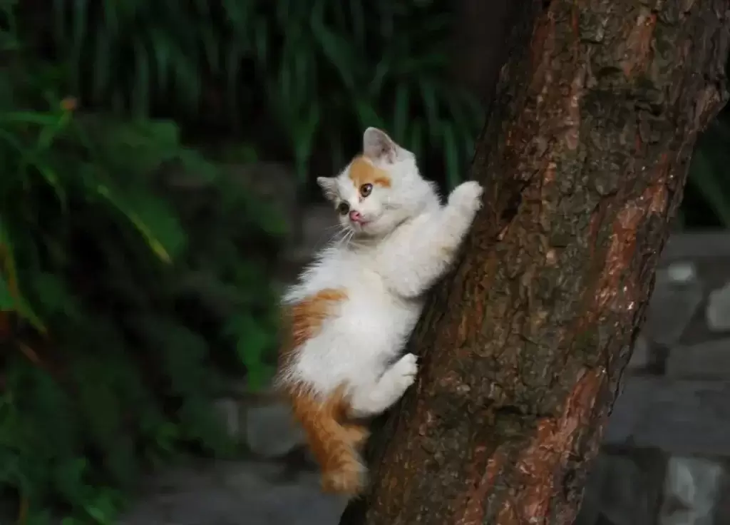 猫咪不是会爬树吗?为什么总能看到救援在树上下不来的猫?(图7)