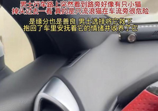 男子路上看到路边有猫,把小猫带回去收养了(图1)