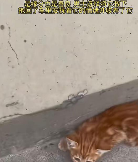 男子路上看到路边有猫,把小猫带回去收养了(图2)