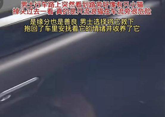 男子路上看到路边有猫,把小猫带回去收养了(图3)