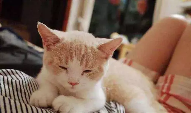 铲屎官养猫的生活小窍门,如何让猫咪少生病?(图1)